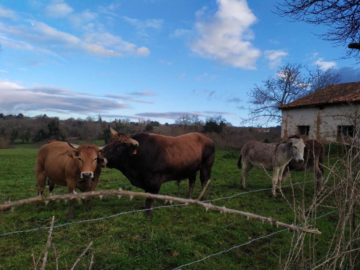 El Llagar - Sagasta Rural Oviedo Guest House Екстериор снимка