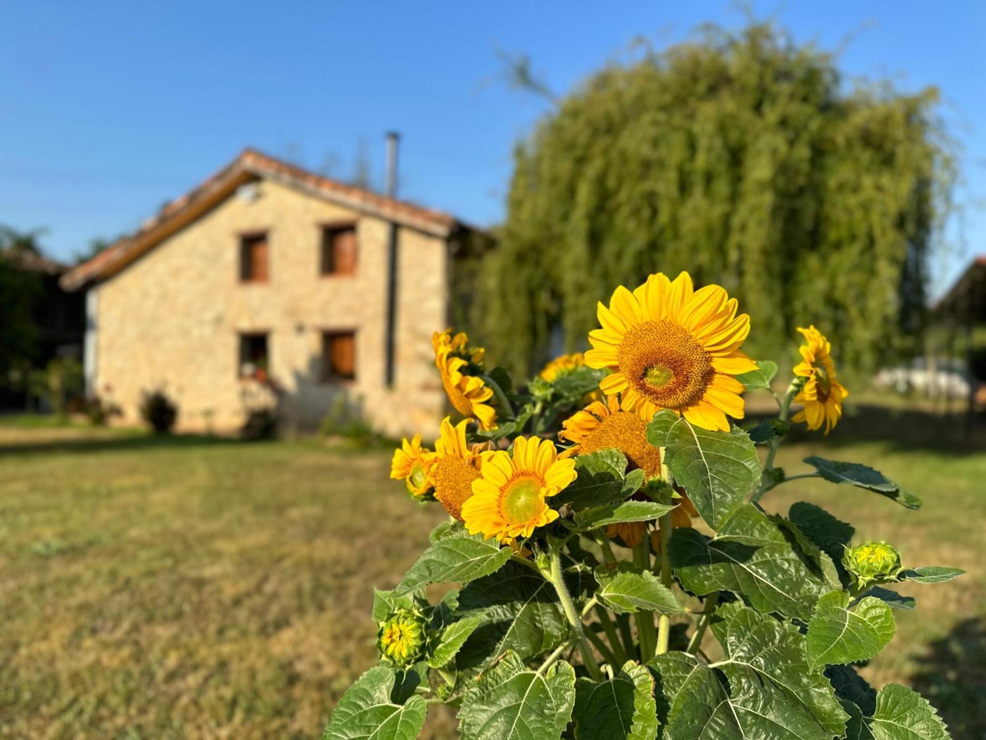 El Llagar - Sagasta Rural Oviedo Guest House Екстериор снимка